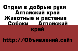 Отдам в добрые руки  - Алтайский край Животные и растения » Собаки   . Алтайский край